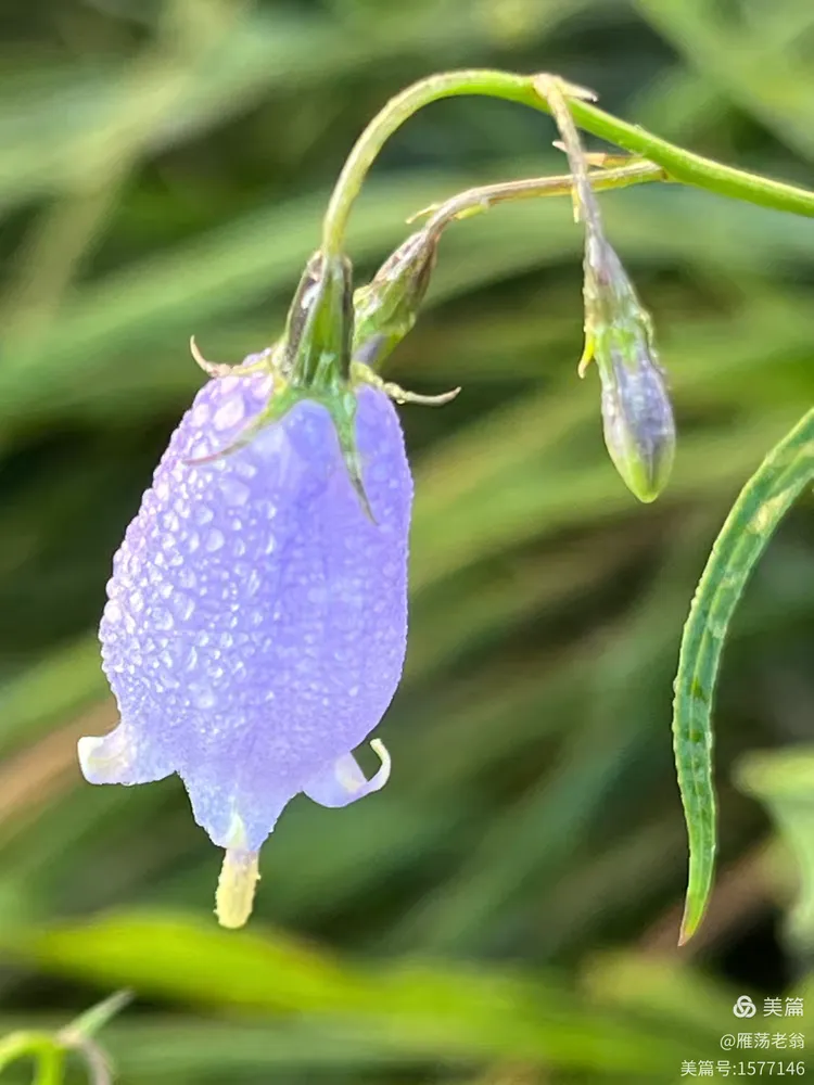 北方的长柱沙参